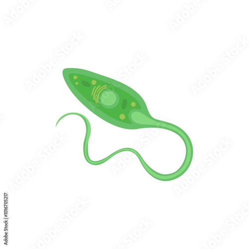 Euglena illustration