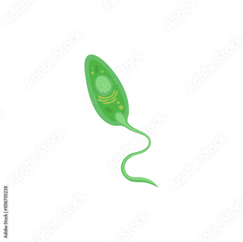 Euglena illustration