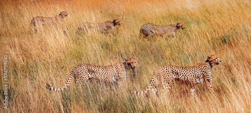 Family of cheetah in the african savannah. Serengeti National Park . Tanzania. photo