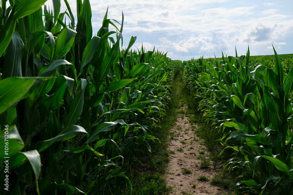Green corn field with corn cobs. Corn green field.
