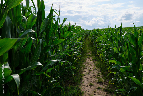 Obraz na płótnie Green corn field with corn cobs. Corn green field. w salonie