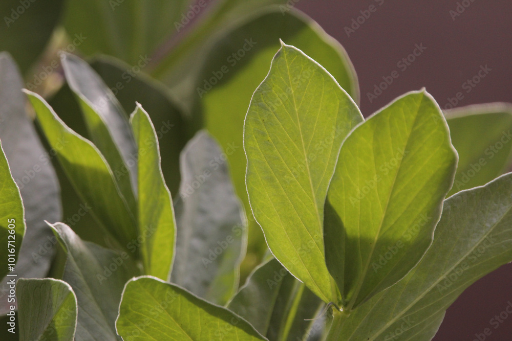 Obraz premium green leaves background