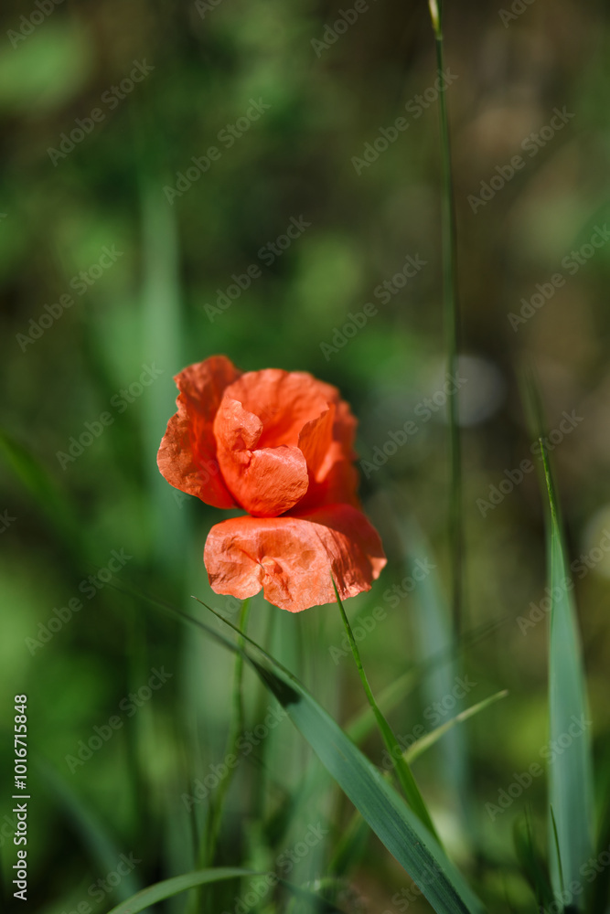 Bright red poppies on a green background in sunny weather