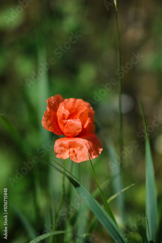 Obraz na płótnie Bright red poppies on a green background in sunny weather w salonie