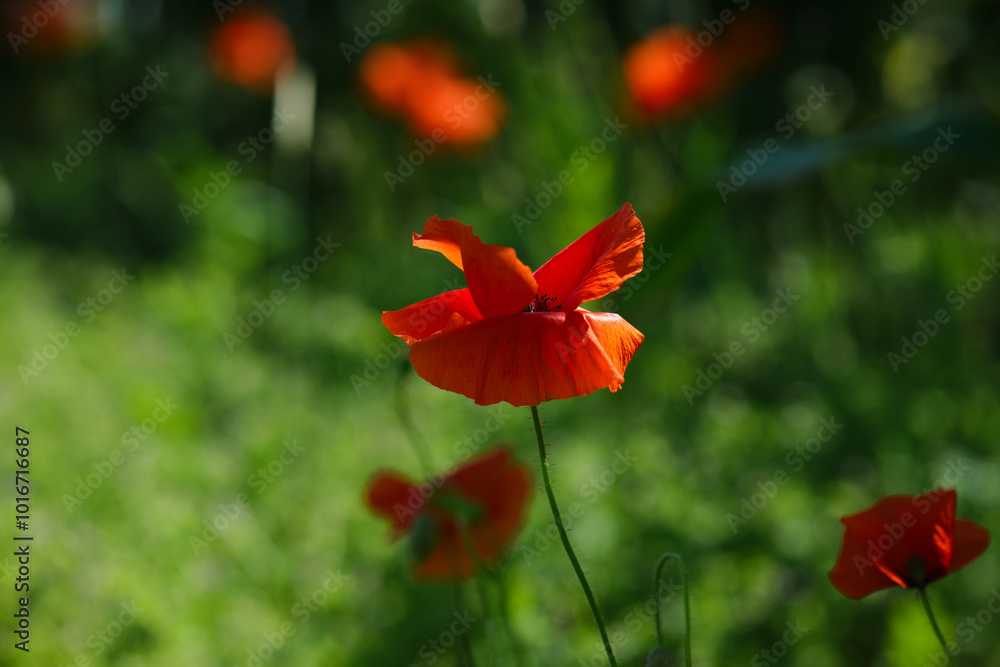 Bright red poppies on a green background in sunny weather