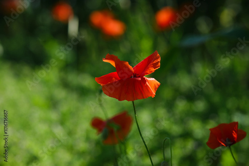 Bright red poppies on a green background in sunny weather