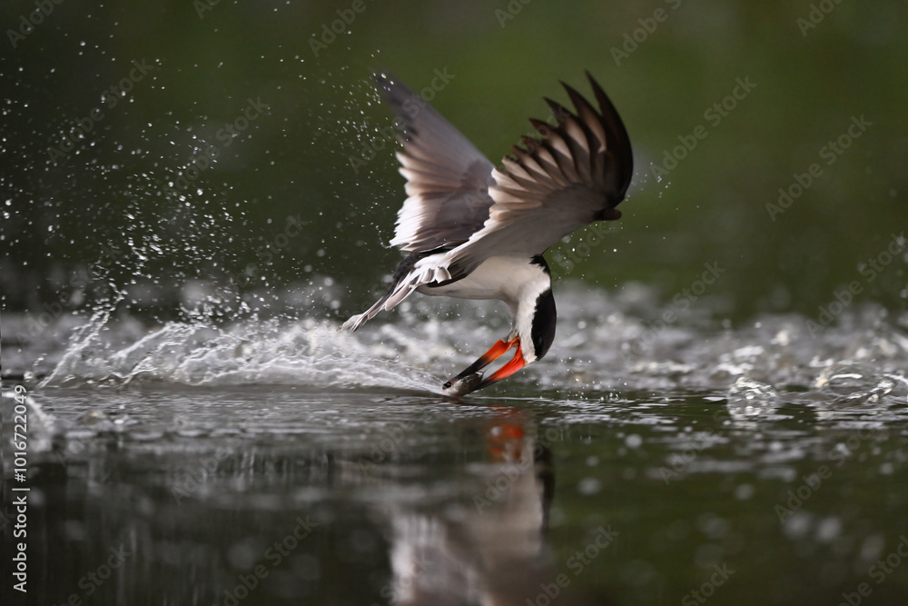 Black Skimmer Flying and Pulling a Fish from the Water Black Skimmer Flying and Pulling a Fish from the Water
