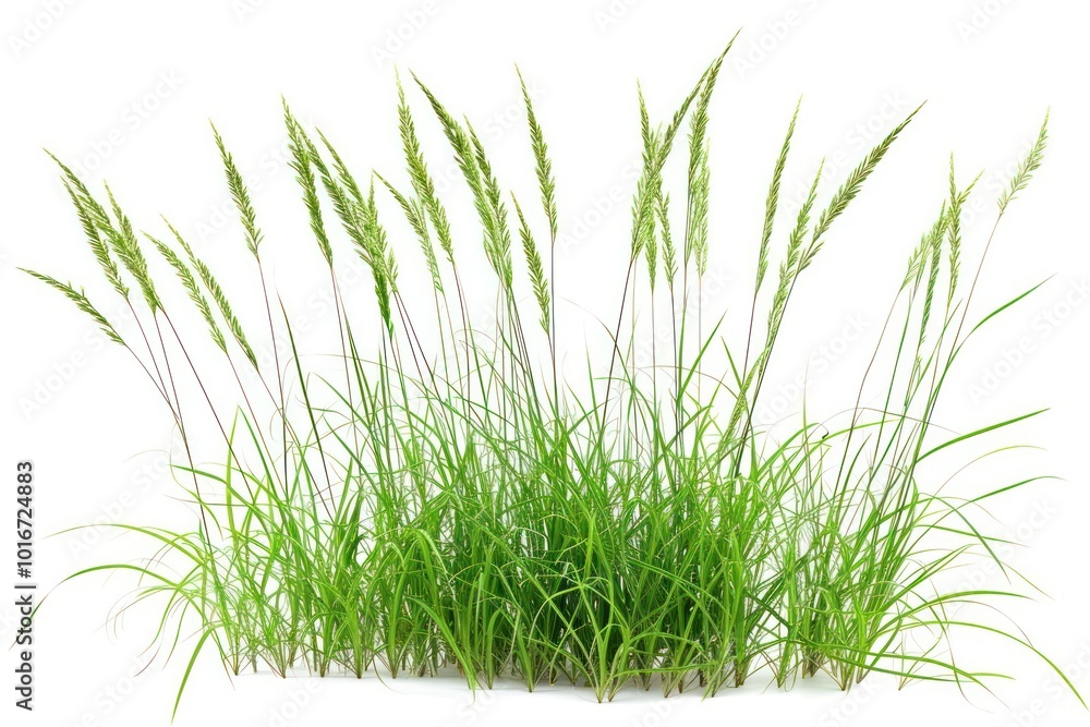 Fototapeta premium Grass plant white background tranquility.