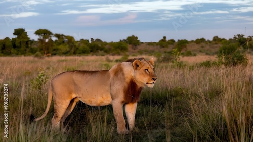 lion in the savannah | lion in the wild | lion in field | Ai Generative