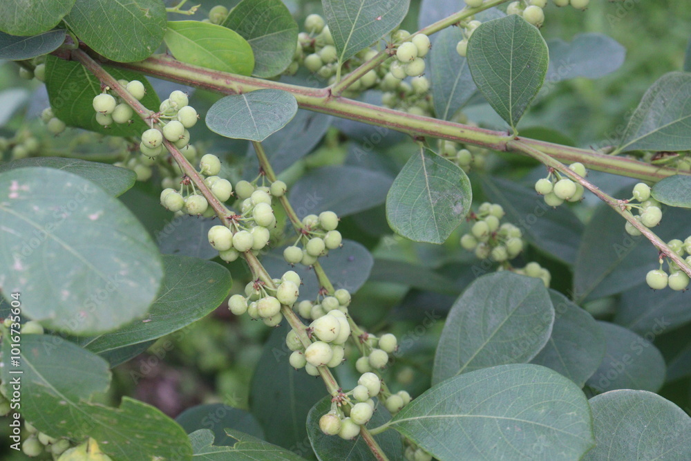 pandharphali gardencia flower plant on forest pandharphali gardencia flower plant on forest