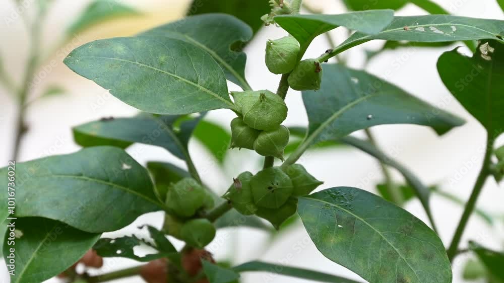 Ashwagandha plant fresh leaves and fruit berries use for ayurvedic medicine. Ashwagandha known as Withania somnifera is growing in garden.