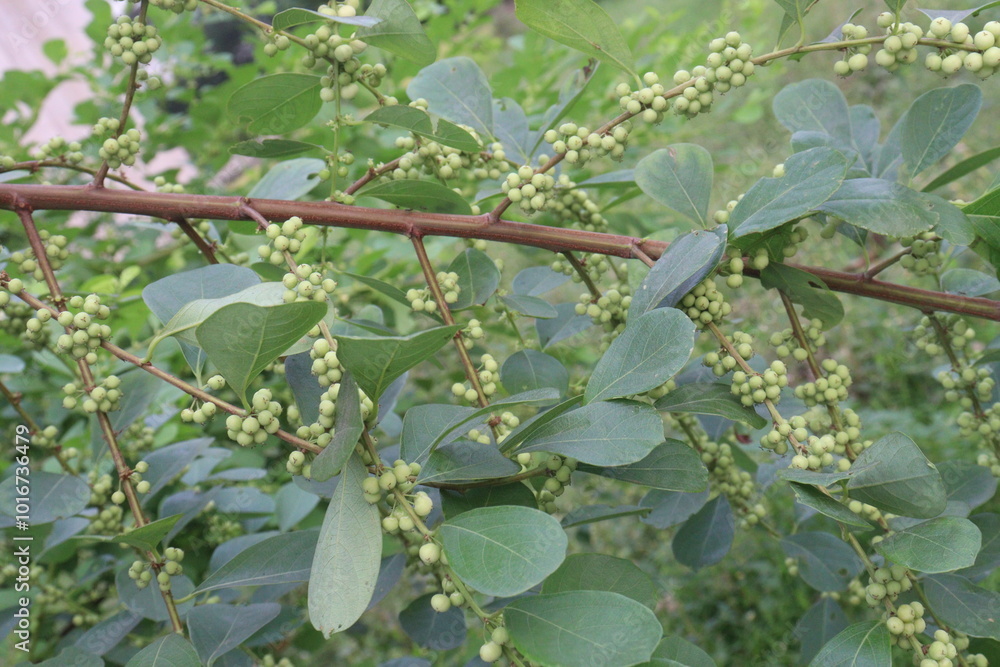 pandharphali gardencia flower plant on forest pandharphali gardencia flower plant on forest