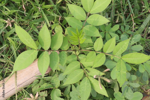 poison sumac wood plant on nursery