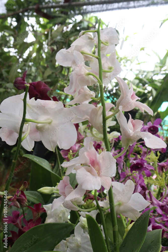 Phalaenopsis schilleriana orchid flower plant on nursery