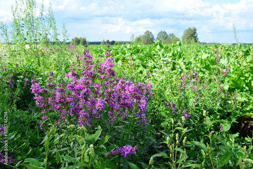 purple penstemon flowers in a field with a sky background photo