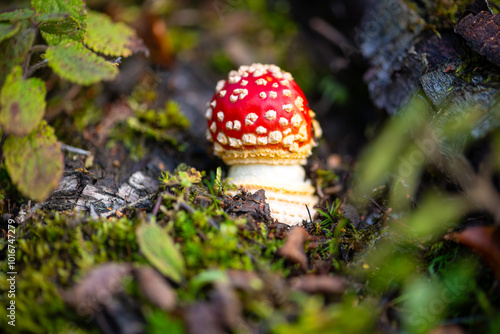 A very small fly agaric (Amanita muscaria) breaks through forest floor and shows its spherical, bright red fruiting body on a warm October day in the Sauerland. Macro close up of poisonous mushroom. photo