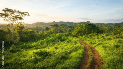 Lush green forest and the route into the forest