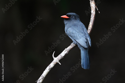 Black-fronted Nunbird Perched on a Rounded Branch with Black Background