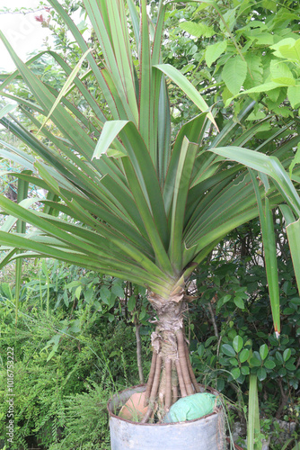 pandanus tectorius medicinal plant on nursery photo