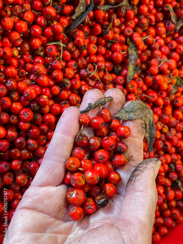 Hand cleaning freshly picked ripe rowan berries