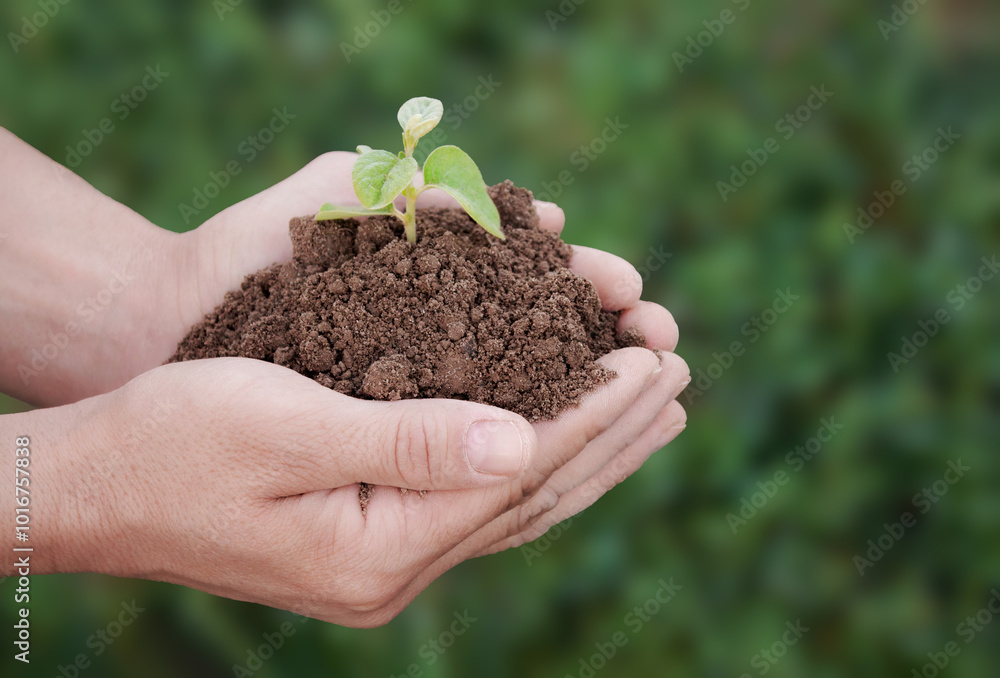 A man is holding a small plant in his hands on a green background. The plant is in the hands and surrounded by earth. The concept of environmental problems A man is holding a small plant in his hands on a green background. The plant is in the hands and surrounded by earth. The concept of environmental problems