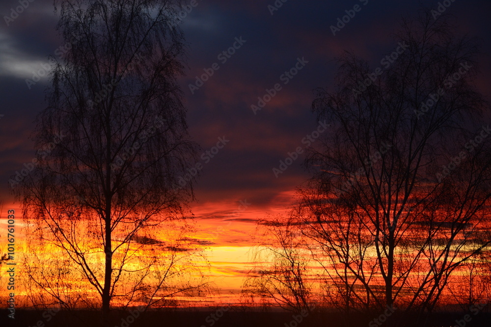 Sunset with the cloudy and colorful sky and trees in the park Sunset with the cloudy and colorful sky and trees in the park