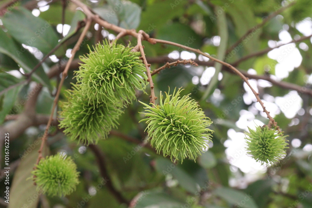 Rambutan on tree in farm for harvest Rambutan on tree in farm for harvest