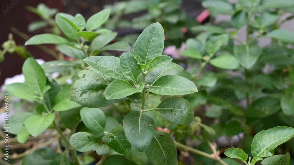Ashwagandha plant fresh leaves and fruit berries use for ayurvedic medicine. Ashwagandha known as Withania somnifera is growing in garden. Ashwagandha plant fresh leaves and fruit berries use for ayurvedic medicine. Ashwagandha known as Withania somnifera is growing in garden.