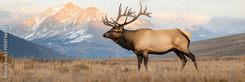  A large elk atop a dry, grass-covered field gazes towards a mountain, its snow-capped peaks towering overhead