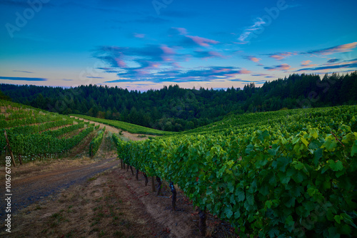 Vineyard in the Willamette Valley of Oregon. photo