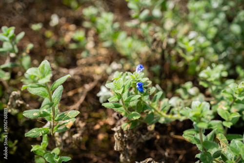 Close-up view of fresh, lush green leaves with a soft focus. Freshness herbal green natural garden farmland.