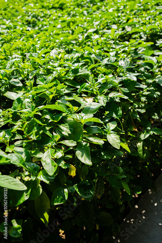 Nature leaves, green tropical Spring