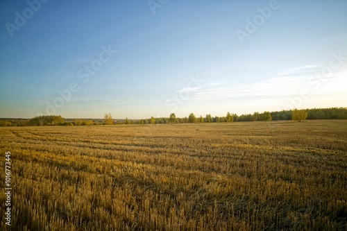 Sunny evening over a mown wheat field