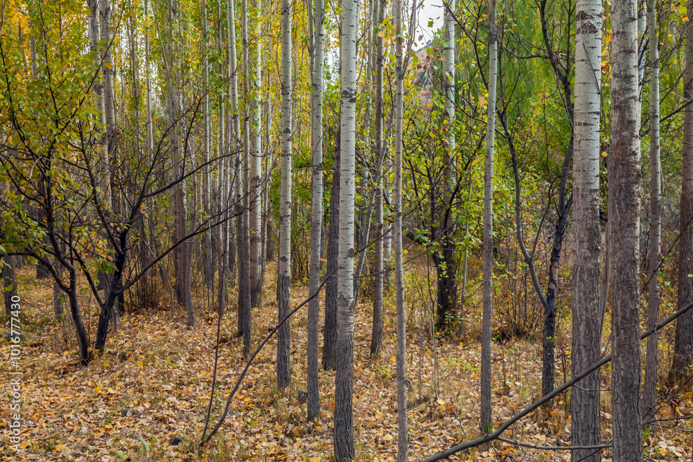 Obraz premium reforestation of poplar trees at autumn sunset