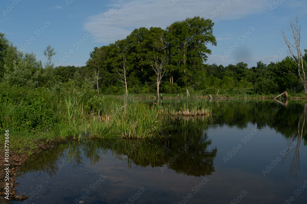 Lake in the forest in the summer Lake in the forest in the summer