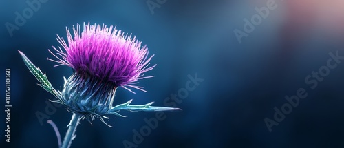  A tight shot of a purple thistle bloom against a softly blurred backdrop, including a hazy sky