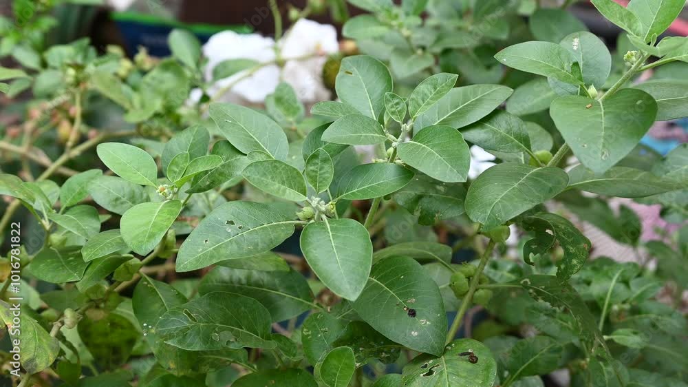 Ashwagandha plant fresh leaves and fruit berries use for ayurvedic medicine. Ashwagandha known as Withania somnifera is growing in garden. Ashwagandha plant fresh leaves and fruit berries use for ayurvedic medicine. Ashwagandha known as Withania somnifera is growing in garden.