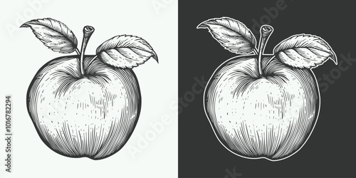 Vintage retro jand drawn engraving illustration of apple nature outdoor organic food view