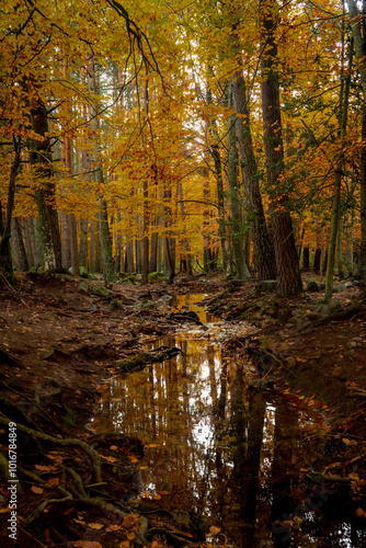 Autumn in the forest. Walking on the forest. Beautiful colors