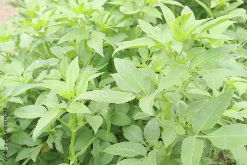 scrophularia umbrosa plant on farm