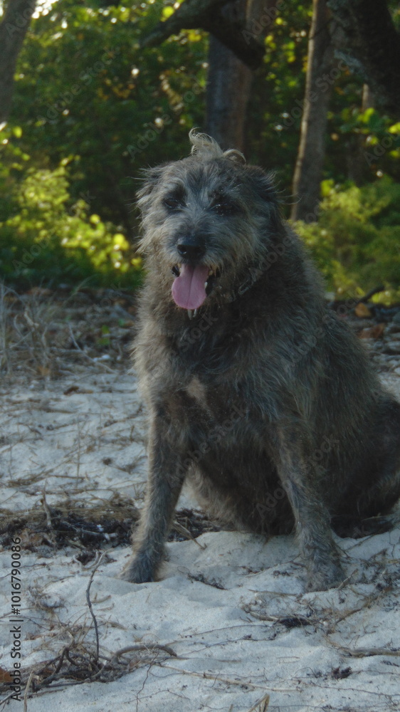 Un petit chien poilu assis dans la forêt Un petit chien poilu assis dans la forêt