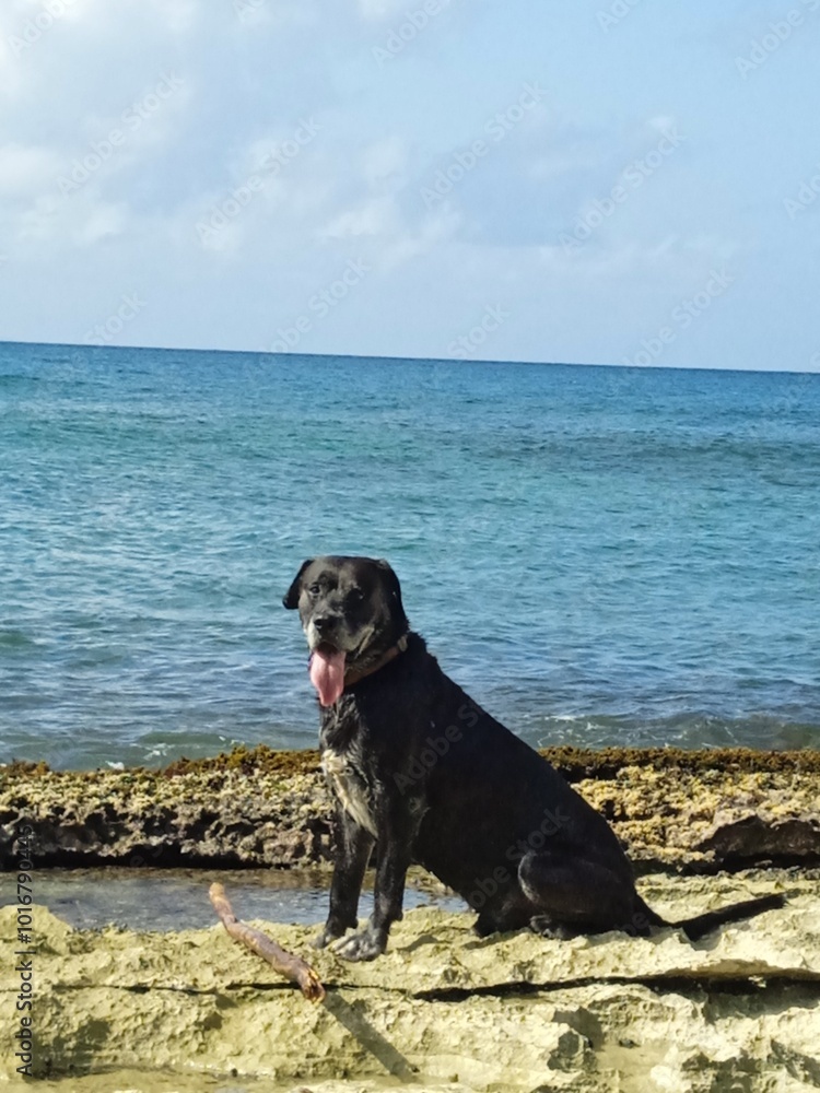 Un beau chien noir assis sur la plage Un beau chien noir assis sur la plage