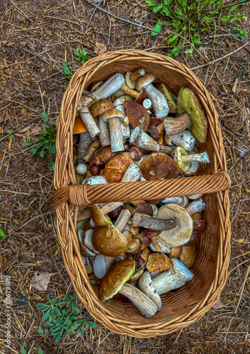 borowiki, koźlarze, podgrzybki i inne grzyby zebrane na porannym spacerze photo