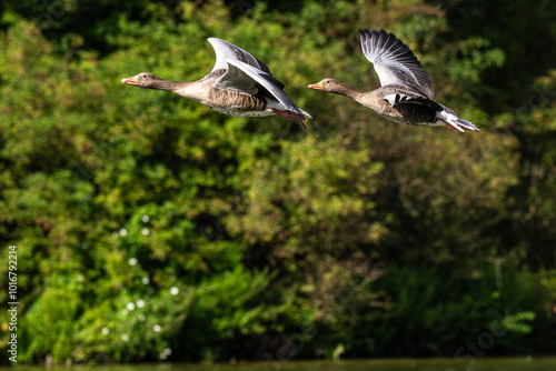 The flying greylag goose, Anser anser is a species of large goose