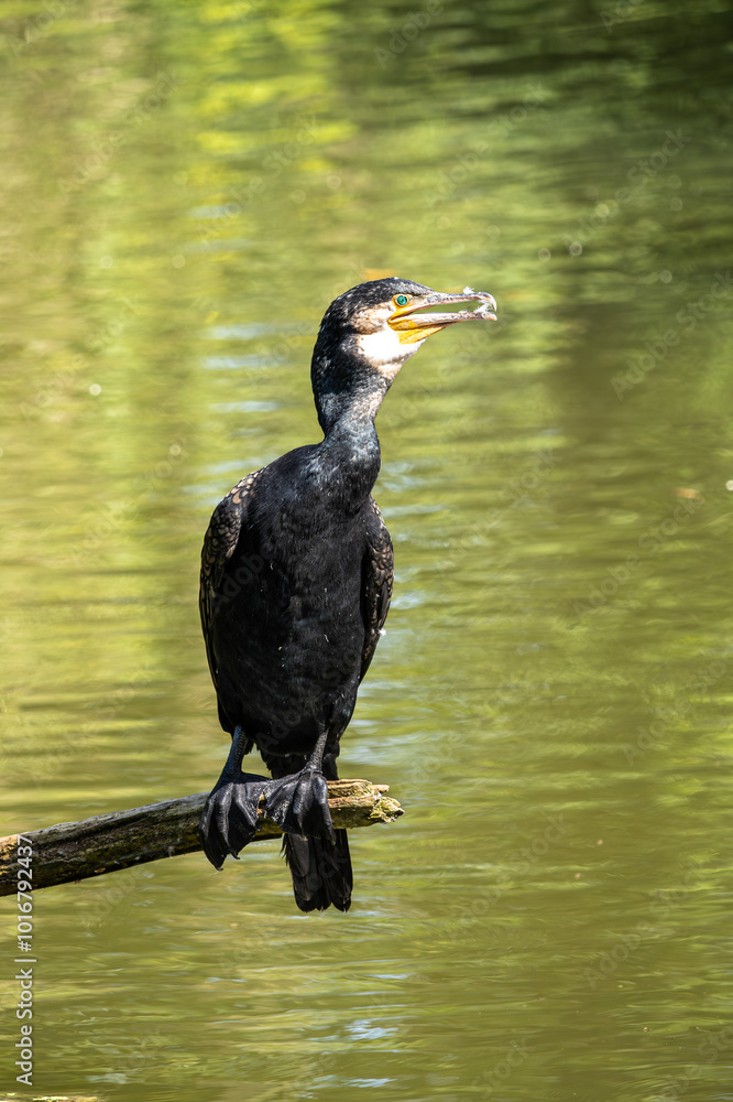 Fototapeta premium The great cormorant, Phalacrocorax carbo sitting on a branch