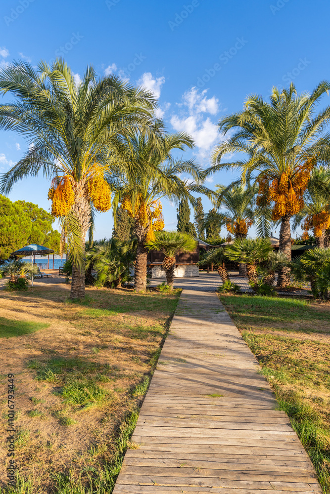 The Palm tree view in Turkey