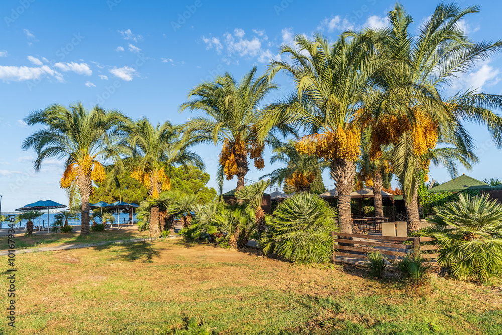Fototapeta premium The Palm tree view in Turkey