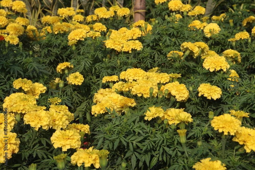 Obraz premium marigold flower on farm for sell