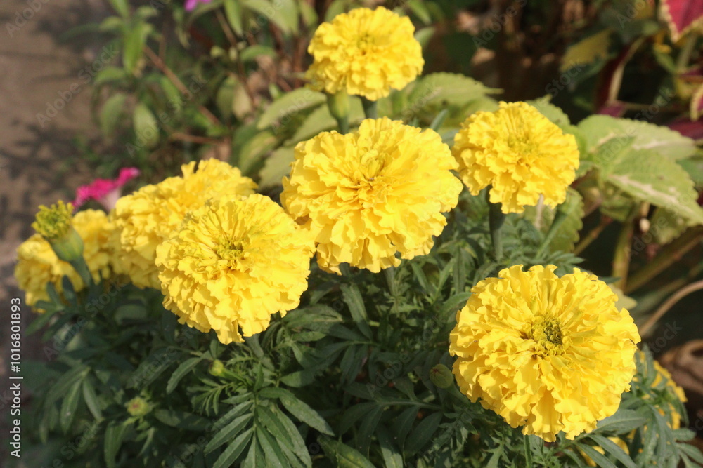 marigold flower on farm for sell marigold flower on farm for sell