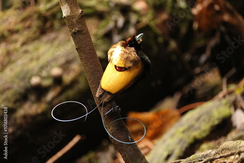 The magnificent bird-of-paradise (Diphyllodes magnificus) is a species of bird-of-paradise. This photo was taken in Arfak mountain, Indonesia. photo